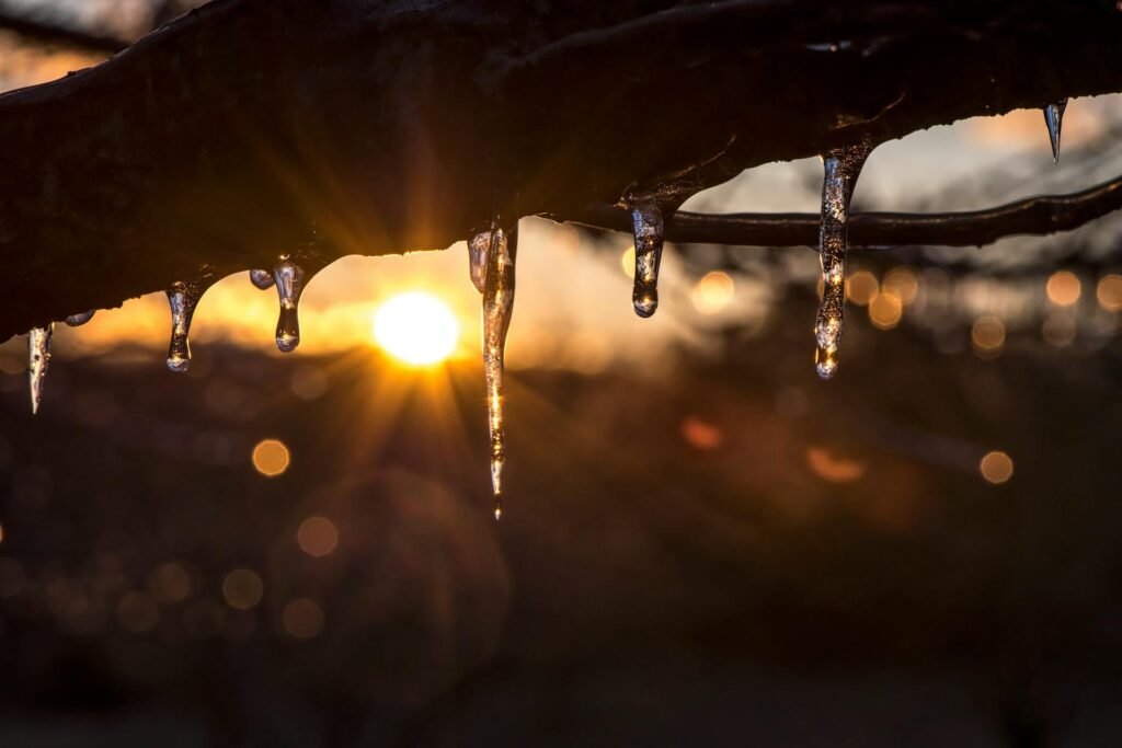 Icicles on a tree with the sunrise in the background.