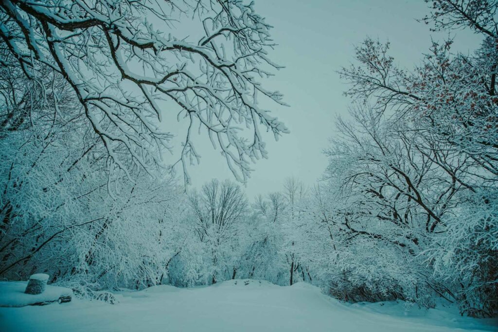 Snow covered trees in gloomy winter weather.