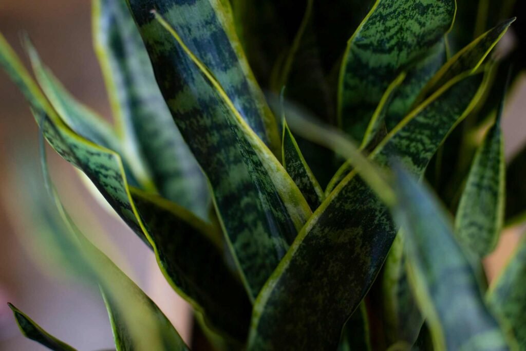 A close up of a green and yellow snake plant.