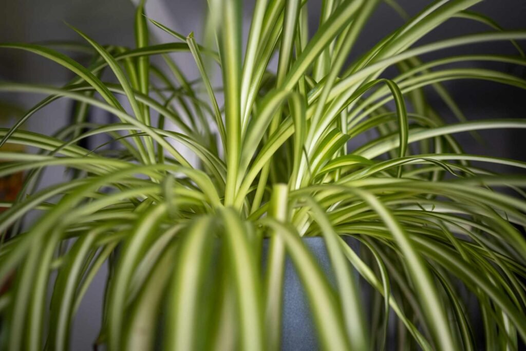 A close up of a spider plant.