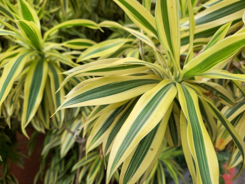 A yellow and green dracaena plant from top down.